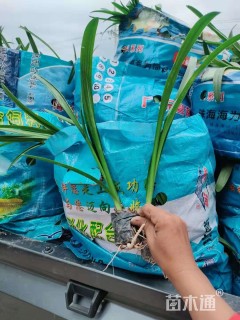 高度30厘米蜘蛛兰