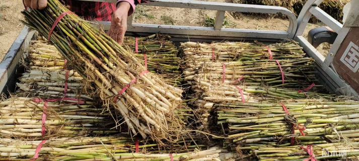 高度20厘米红蓼