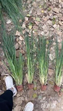 高度120厘米矢羽芒