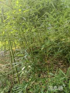 地栽苗斑竹
