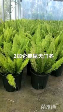 高度40厘米狐尾天门冬