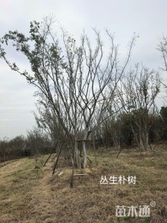 65公分(3杆)丛生朴树