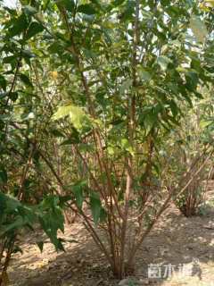 高度150厘米丛生蜡梅