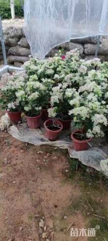 高度30厘米三角梅