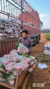 高度30厘米满天星