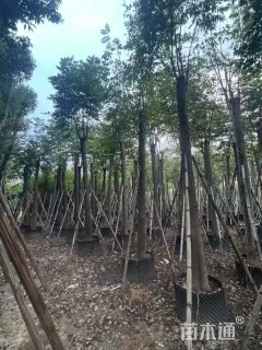 18公分黄山栾树