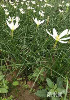 高度15厘米葱兰