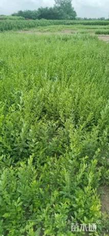 高度50厘米水蜡