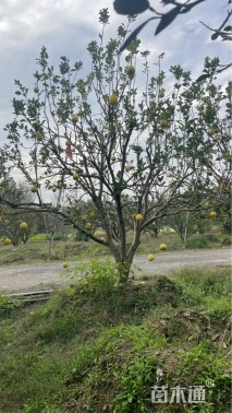 高度400厘米丛生胡柚