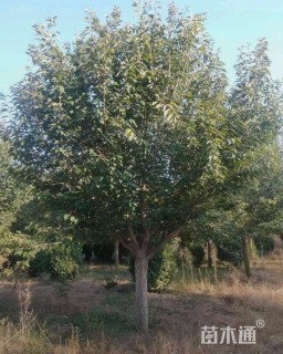 25公分普贤象樱花