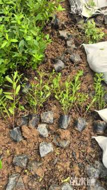 高度30厘米杜鹃