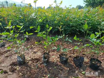 高度40厘米丰花月季