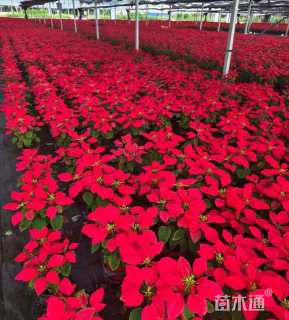 高度30厘米一品红