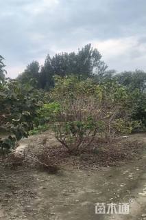 高度300厘米丛生紫丁香