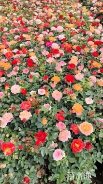 高度25厘米欧洲月季