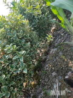 冠幅50厘米金边黄杨球