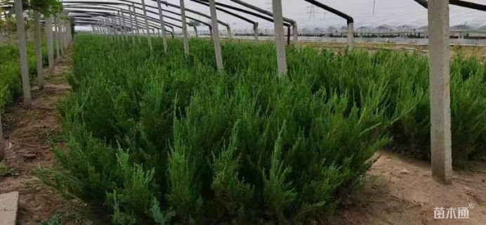 高度30厘米小龙柏