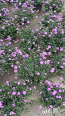 高度25厘米紫花马樱丹