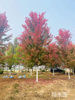 8公分美国红枫-秋火焰