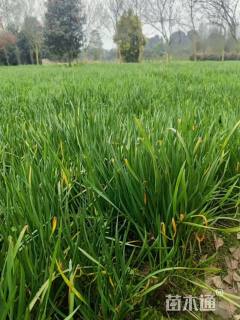 高度25厘米紫娇花