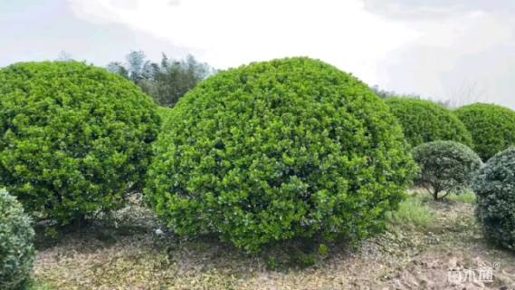 冠幅220厘米海桐球