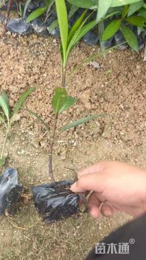 高度25厘米翠芦莉