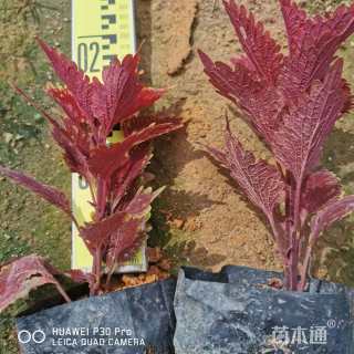 高度30厘米彩叶草