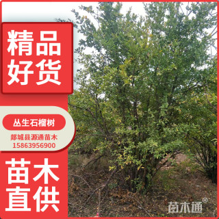 高度5厘米丛生石榴