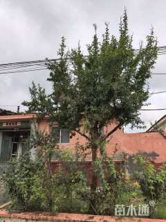 高度300厘米石榴