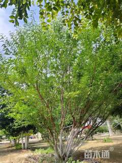 高度600厘米丛生山桃