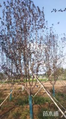 7公分红宝石海棠