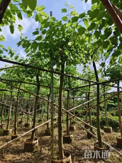 3公分红花羊蹄甲