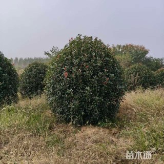 冠幅130厘米红叶石楠球