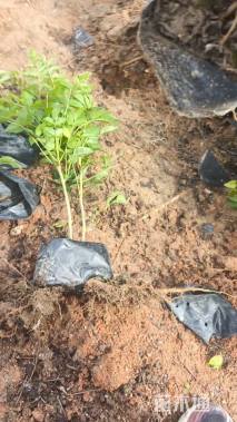 高度25厘米紫云藤