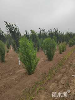 高度120厘米丛生木槿