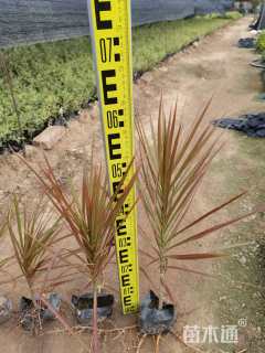 高度40厘米马尾铁