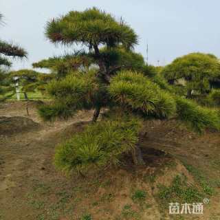 高度400厘米华山松