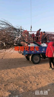 12公分高杆染井吉野樱