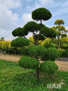 造型龙柏