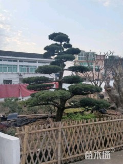 25公分造型五针松