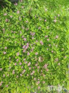 高度5厘米佛甲草