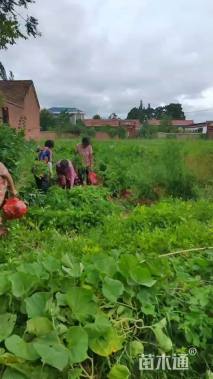 高度30厘米紫穗槐