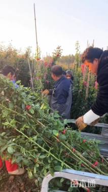 100厘米藤本月季