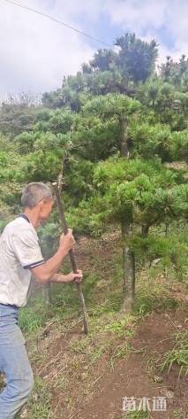 3公分日本五针松