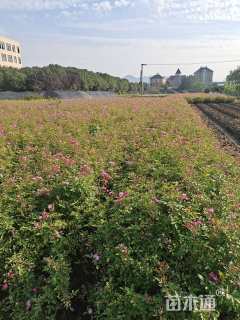 高度40厘米丰花月季