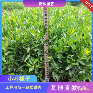 高度25厘米小叶栀子