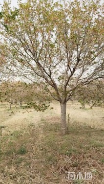 18公分染井吉野樱