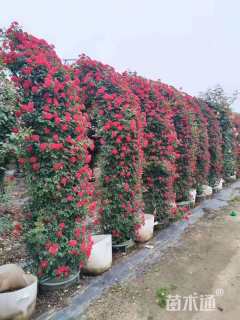 高度250厘米月季