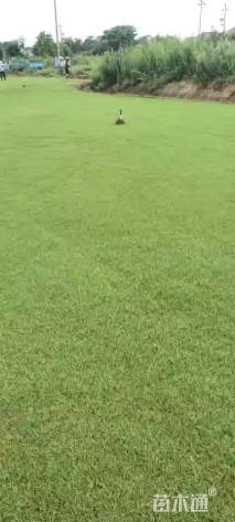 草块状百慕大草