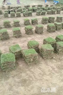 草块状马尼拉草